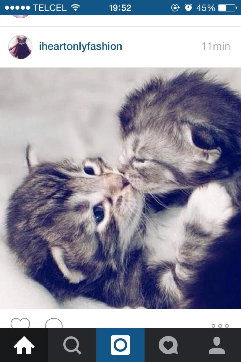 Котята любовь