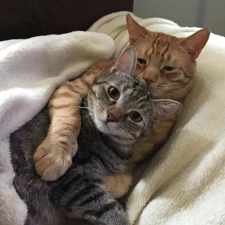 Кот обнимает