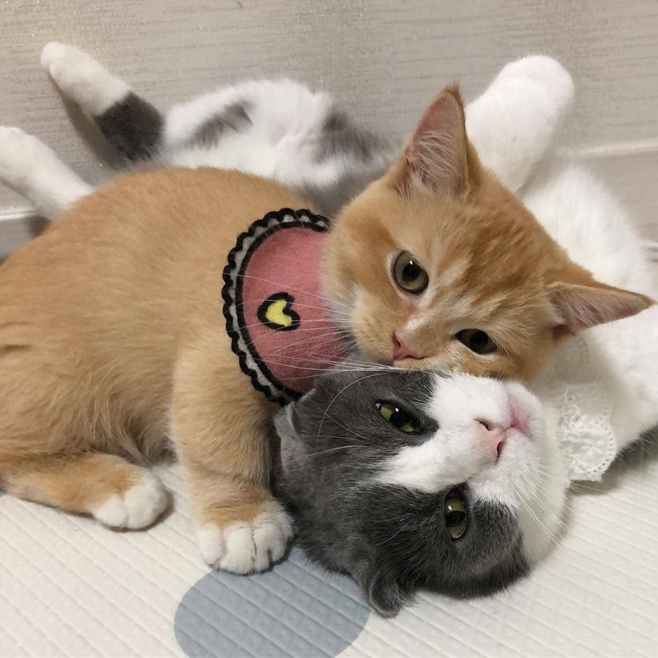 Парные котики