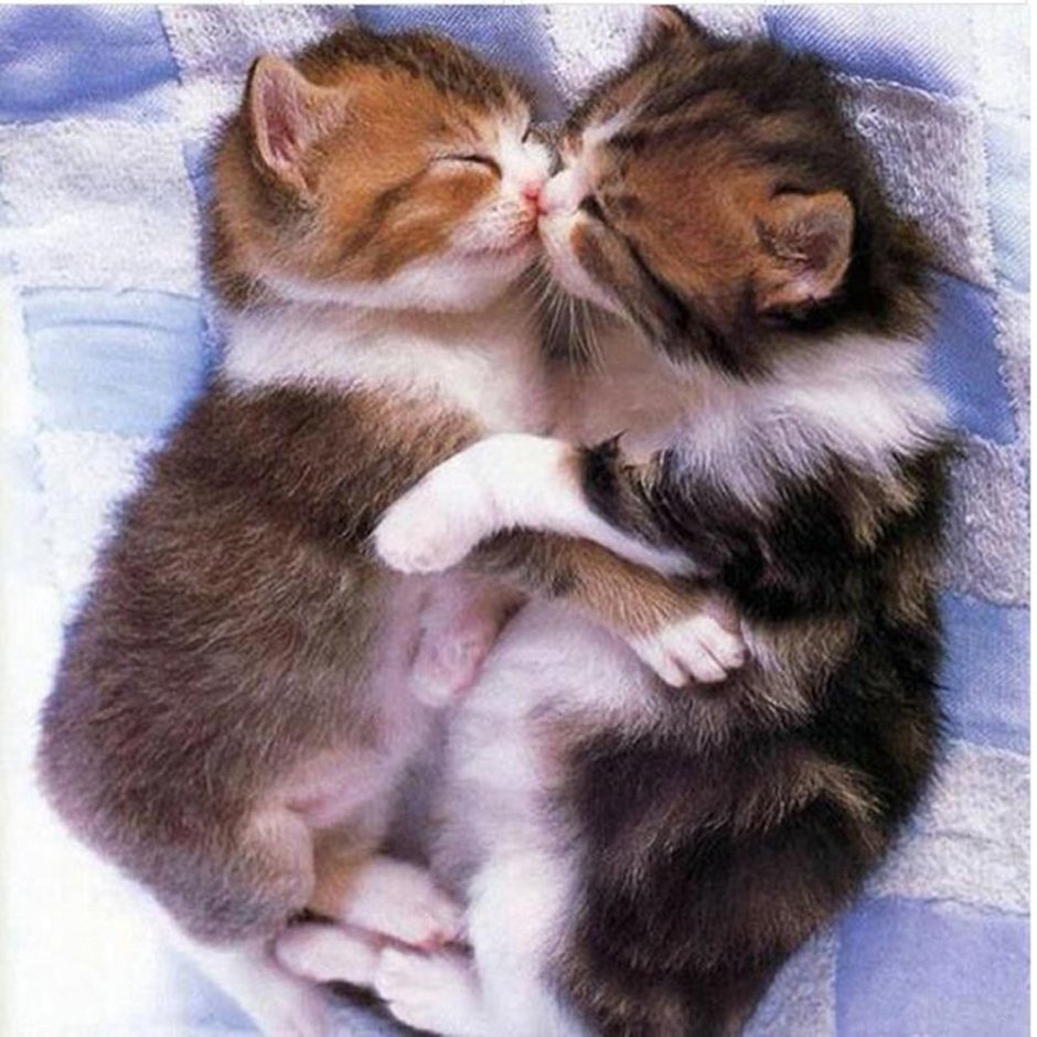Котятки обнимаются