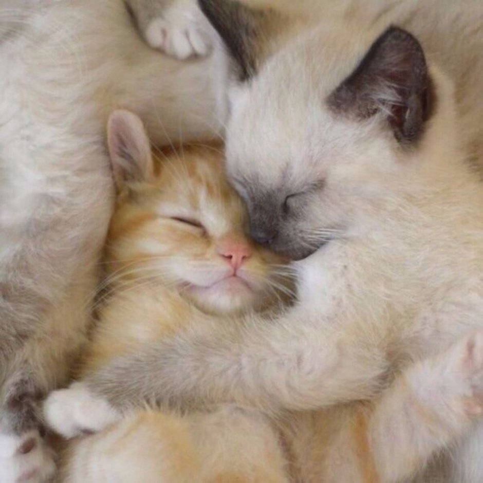 Котенок обнимает