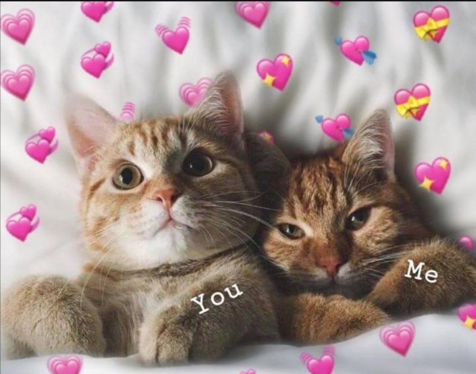 Милые котики парные