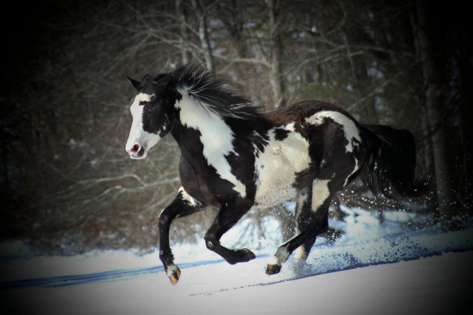 Пегий Шайр