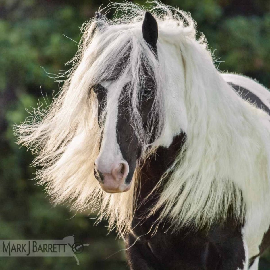 Gypsy Vanner белая
