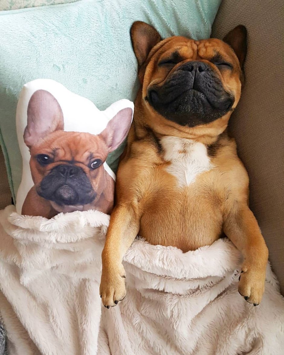 Фотосессия с французским бульдогом