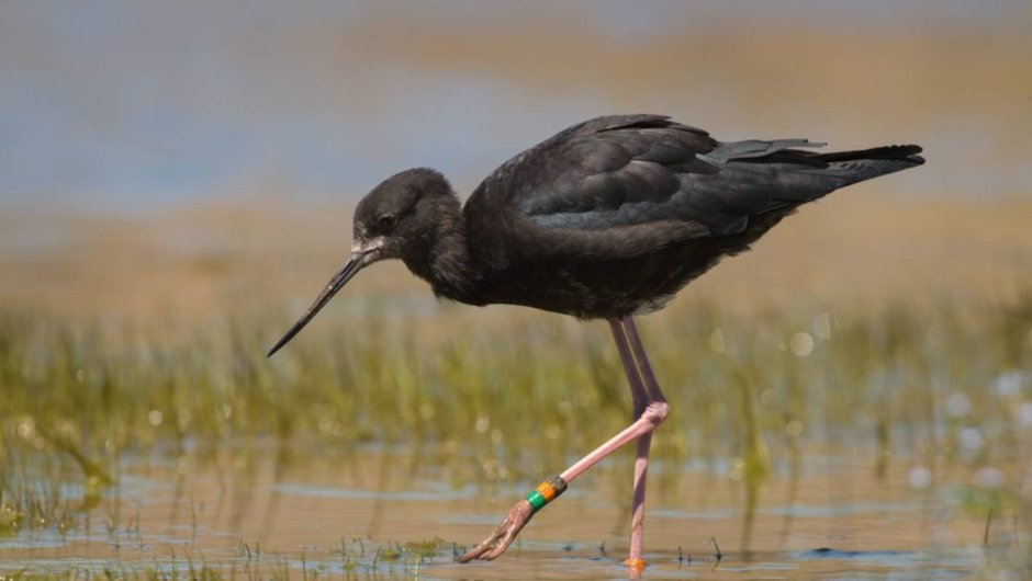 Фонтан Ardea purpurea