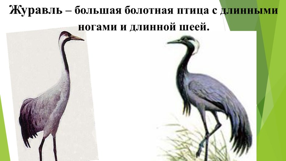 Болотные птицы Аист