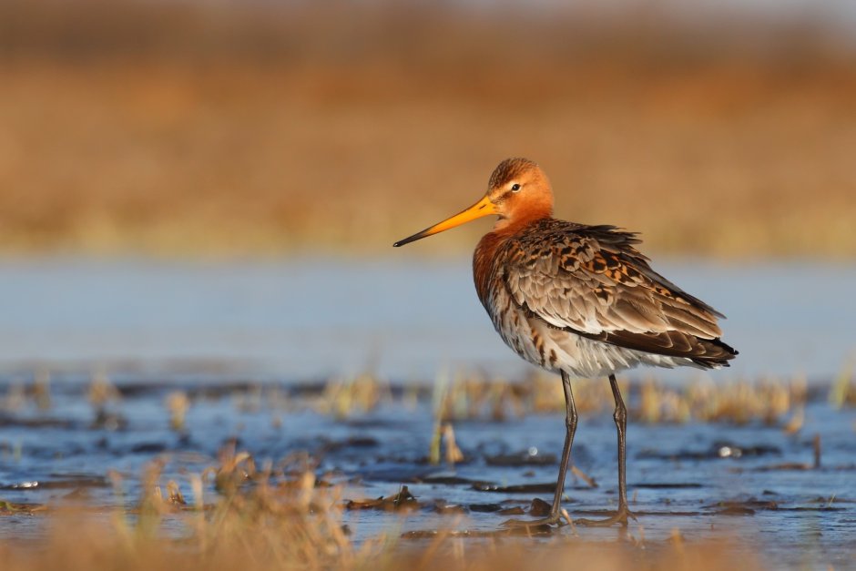 Цапля Ardea purpurea