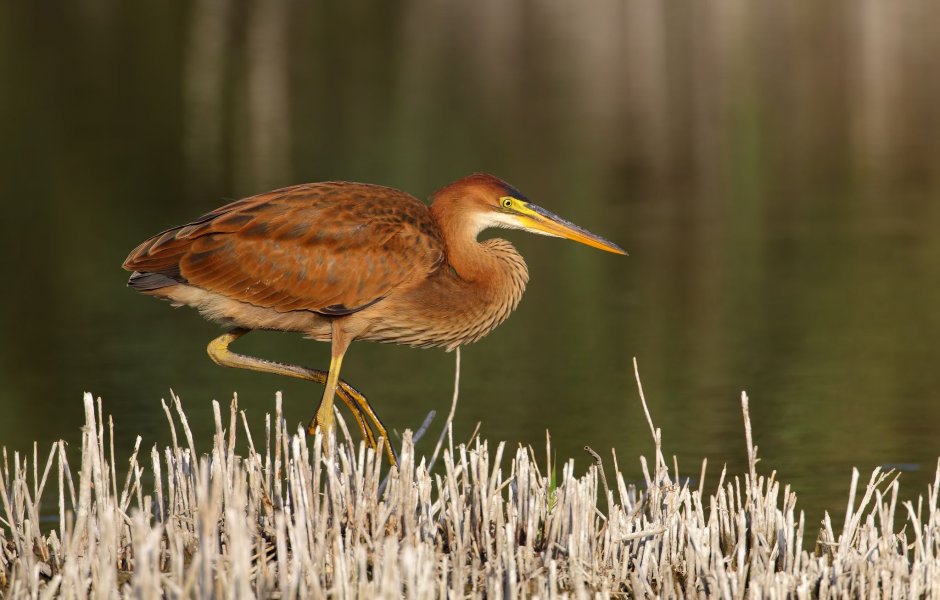 Кулик Sandpiper 1965