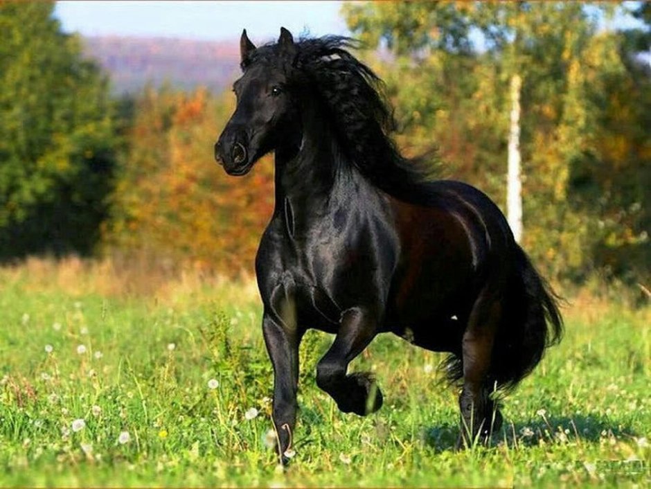 Фризская лошадь гнедая