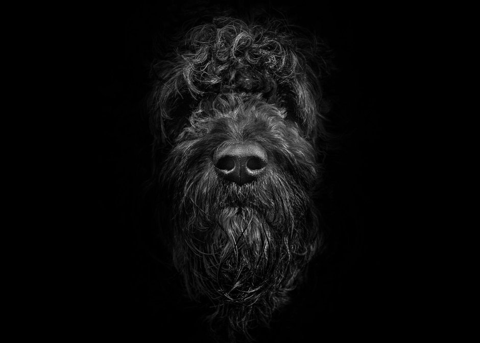 Черный терьер на темном фоне