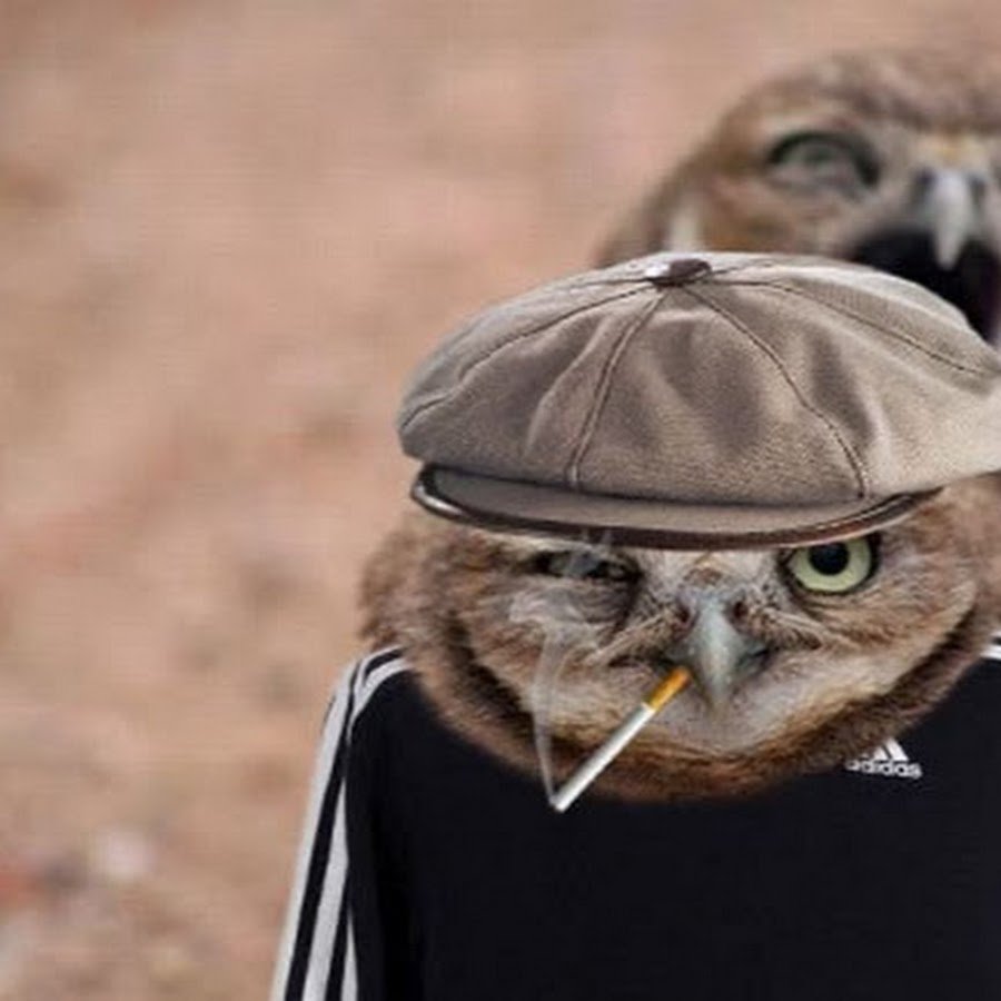 Злая Сова арт