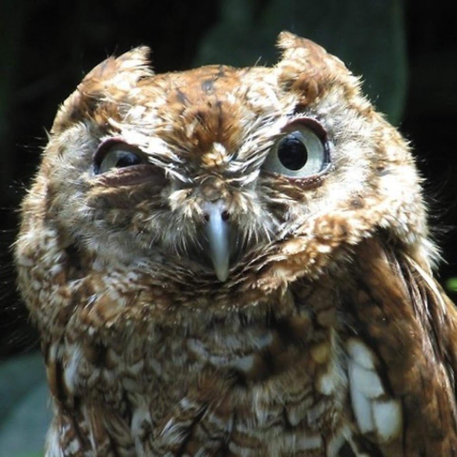 Совы приколы с надписями