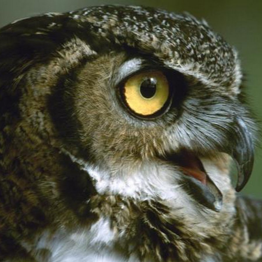 Сердитая Сова