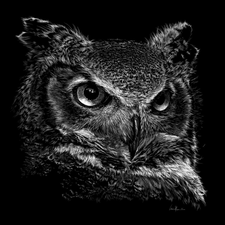 Сова на черном фоне