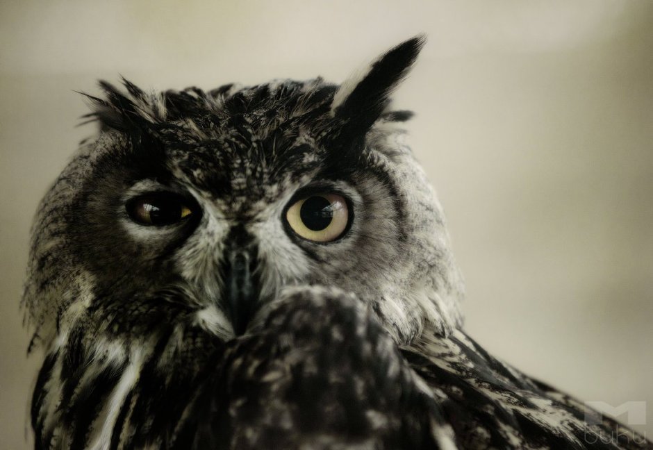 Хмурая Сова