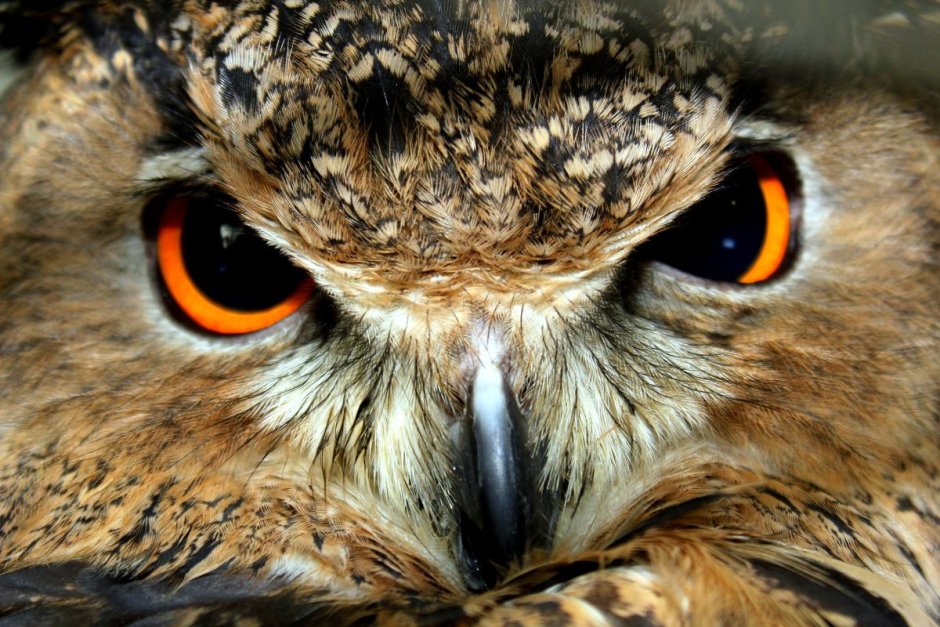 Злобная Сова