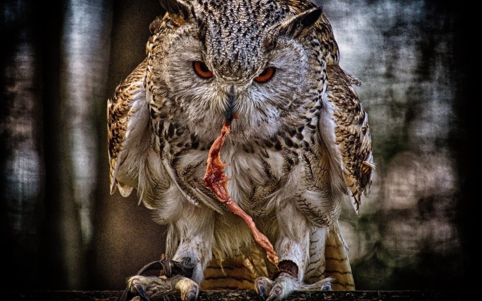 Белый Филин по славянскому