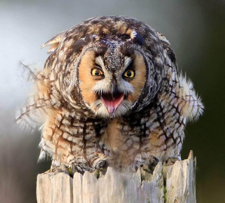 Филин пзфаза