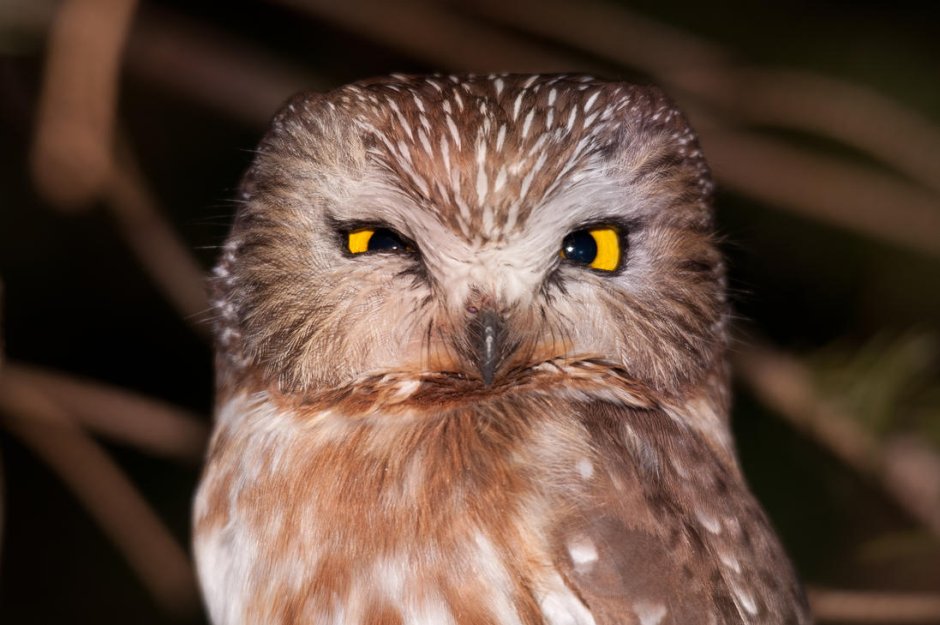 Сова с прищуренным глазом