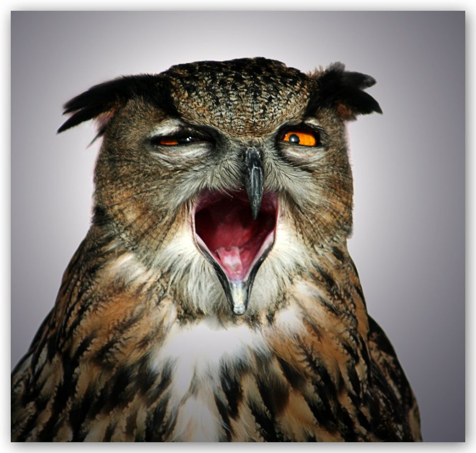 Доброе утро зевающая Сова