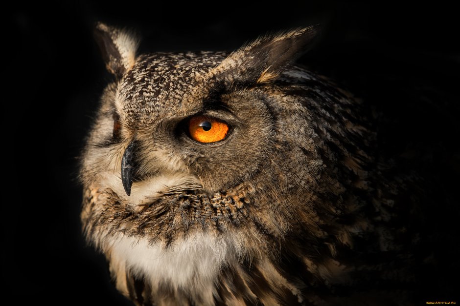 Недовольный Филин