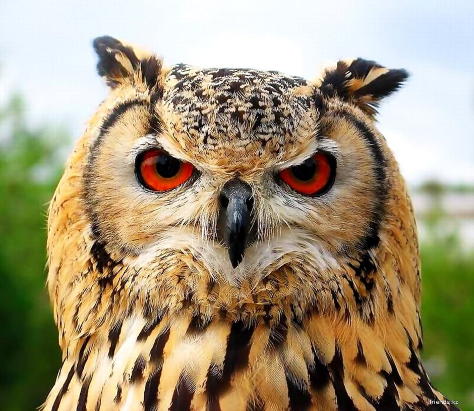 Толстый Сыч