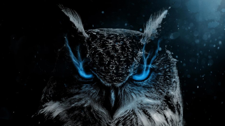 Сова на черном фоне обои