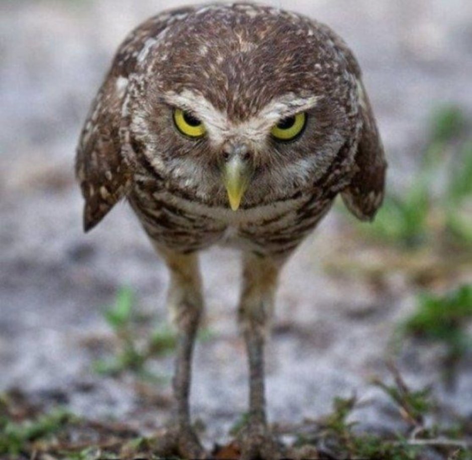 Упоротая Сова