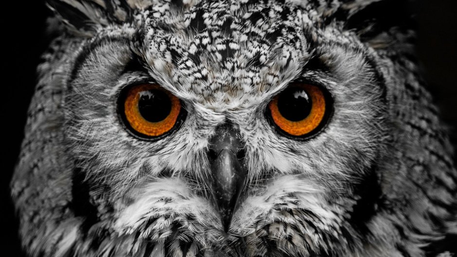 Сова Грозный взгляд