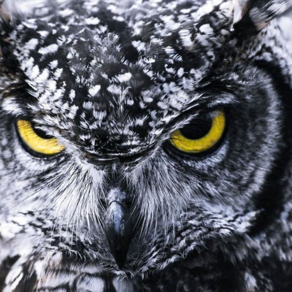 Изображения Совы для логотипа