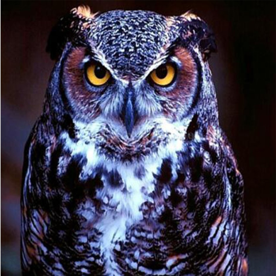 Сумасшедшая Сова