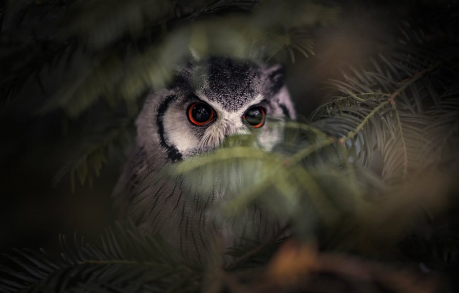 Взгляд Совы