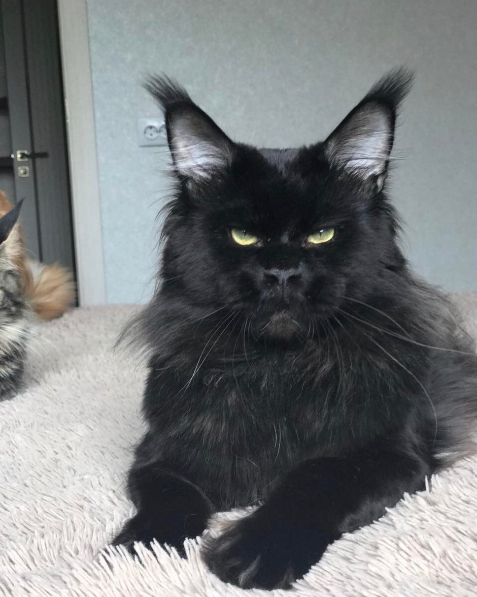 Кот Мейн кун