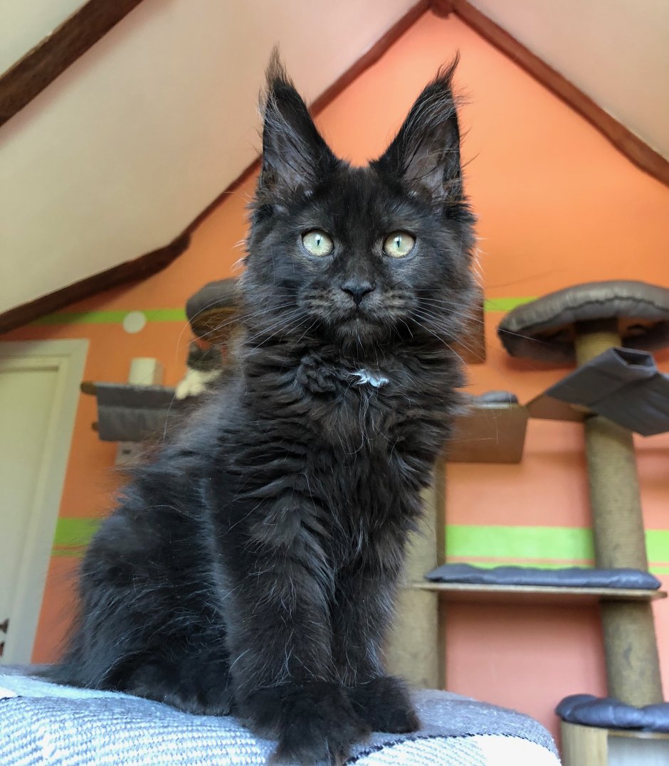 Кот Мейн кун черный