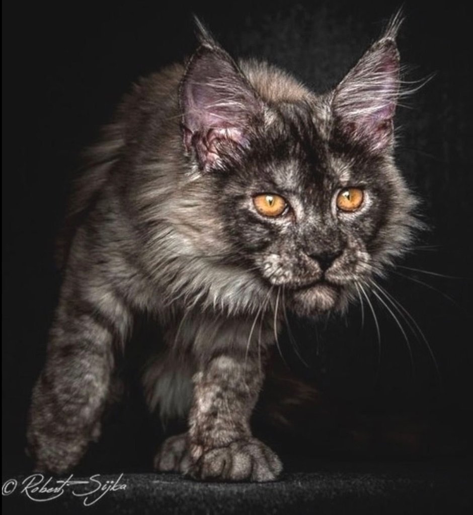 Кот Мейн кун злой