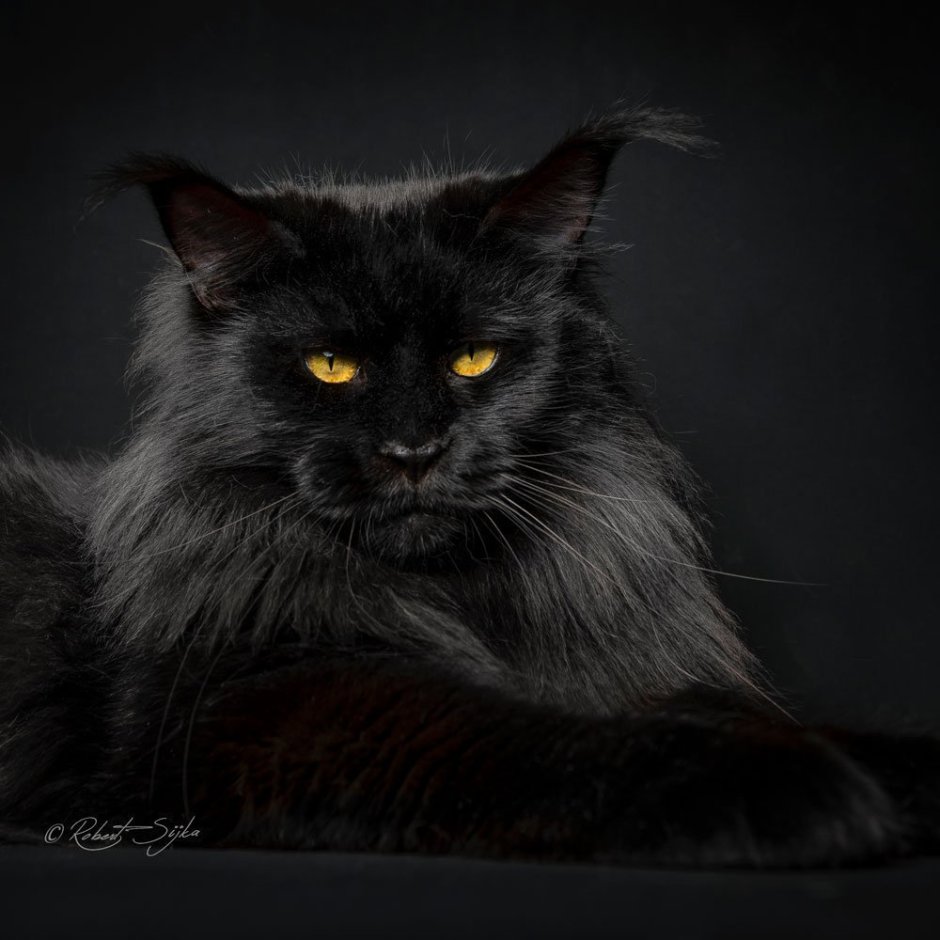 Кот Мейн кун черный