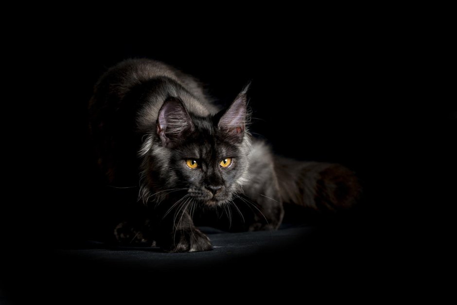 Мейн кун Black Smoke