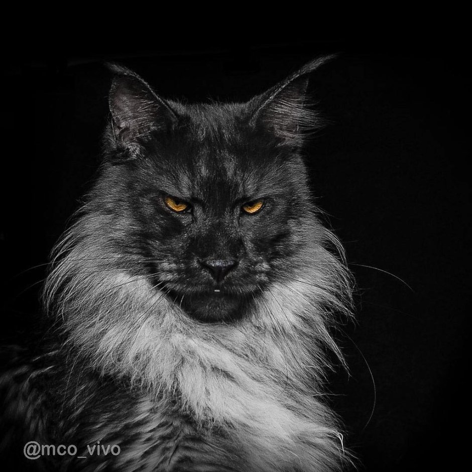 Мейн кун черный котенок 6 месяцев