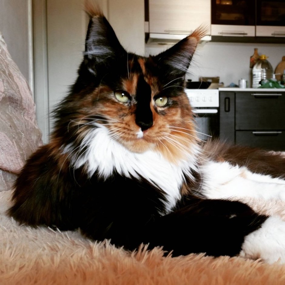 Черная кошка Мейн кун