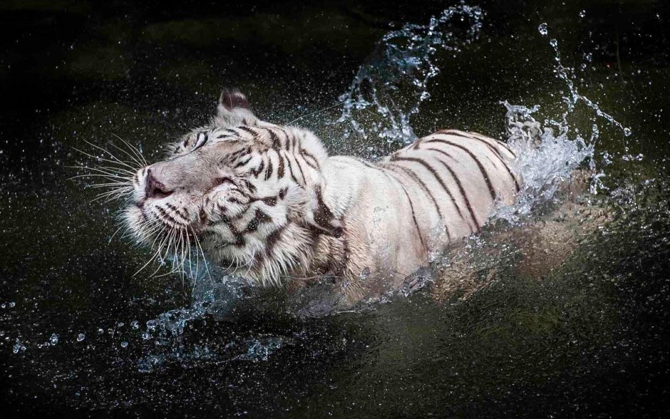 Тигр на черном фоне картинки