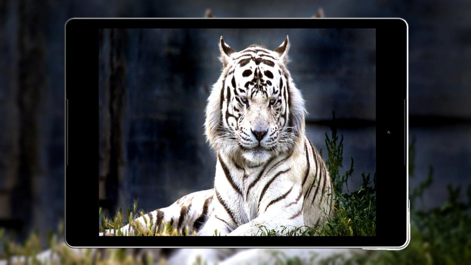 Тигр из воды