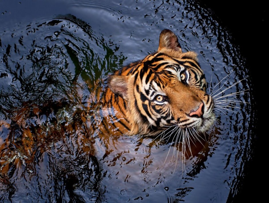 Тигр на заставку телефона