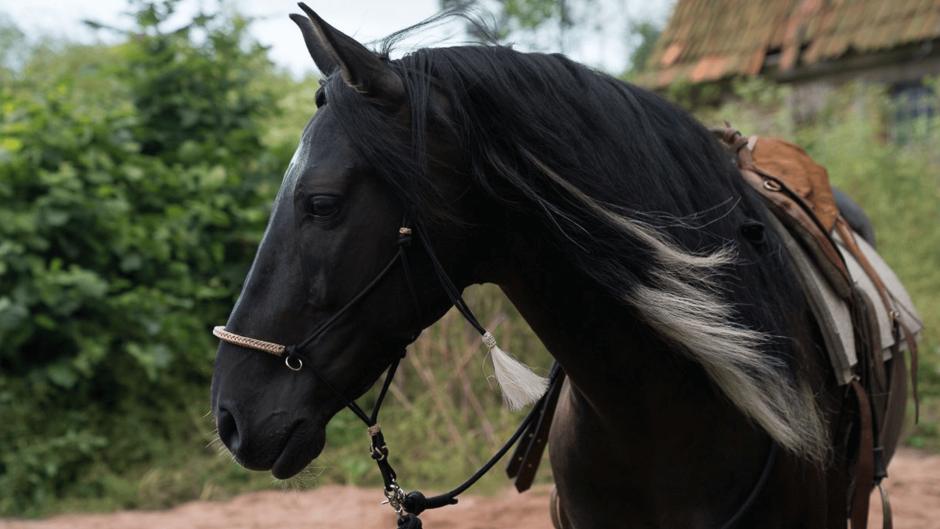 Тавро из фильма Оствинд