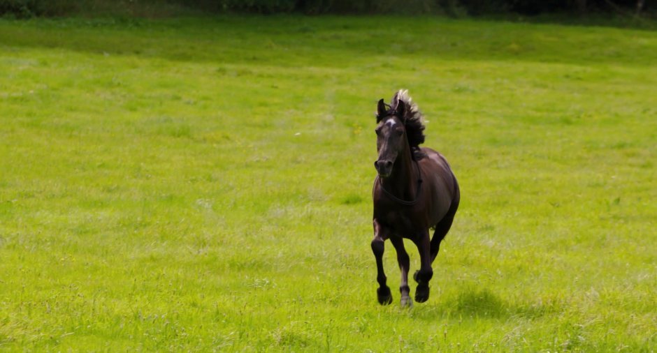Оствинд Восточный ветер