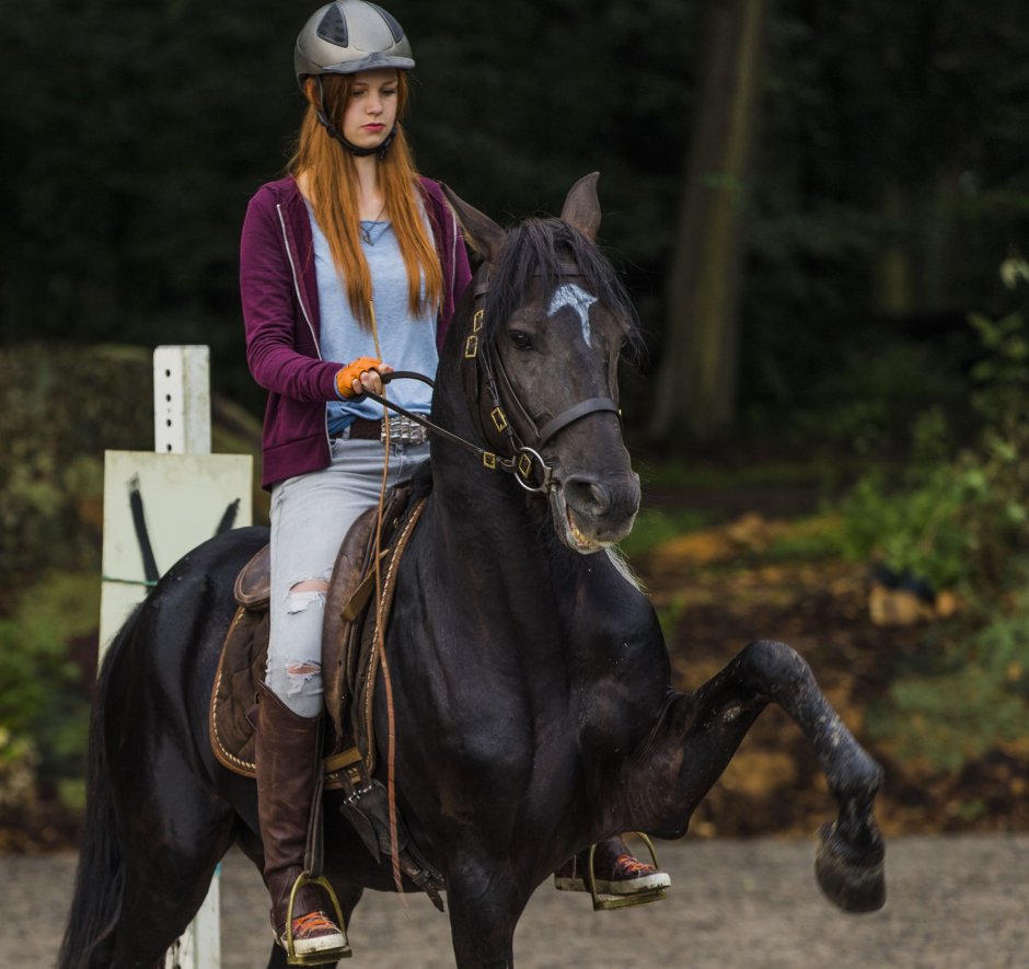 Восточный ветер конь Оствинд