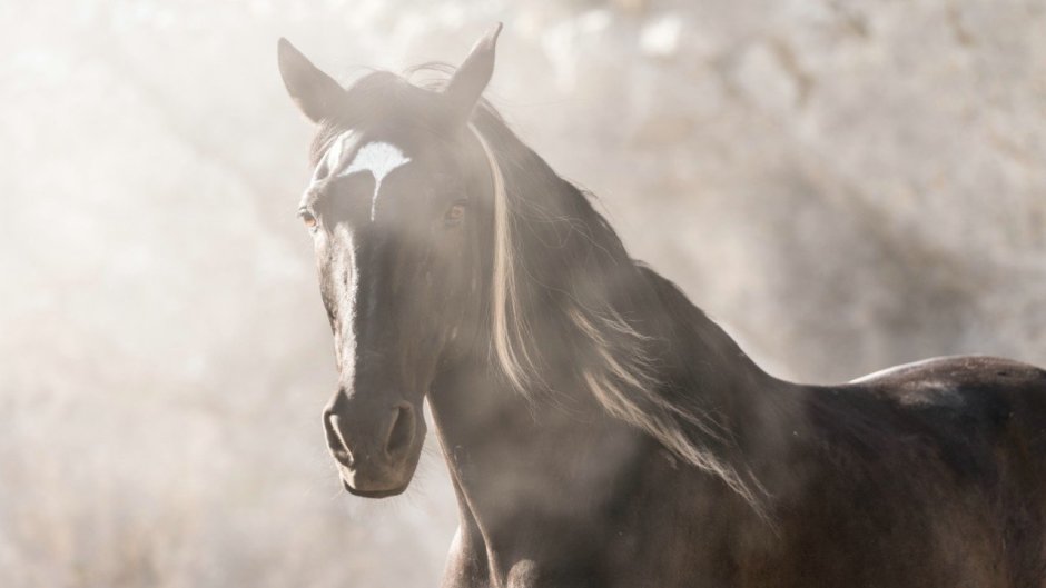 Фильм Альбион заколдованный жеребец