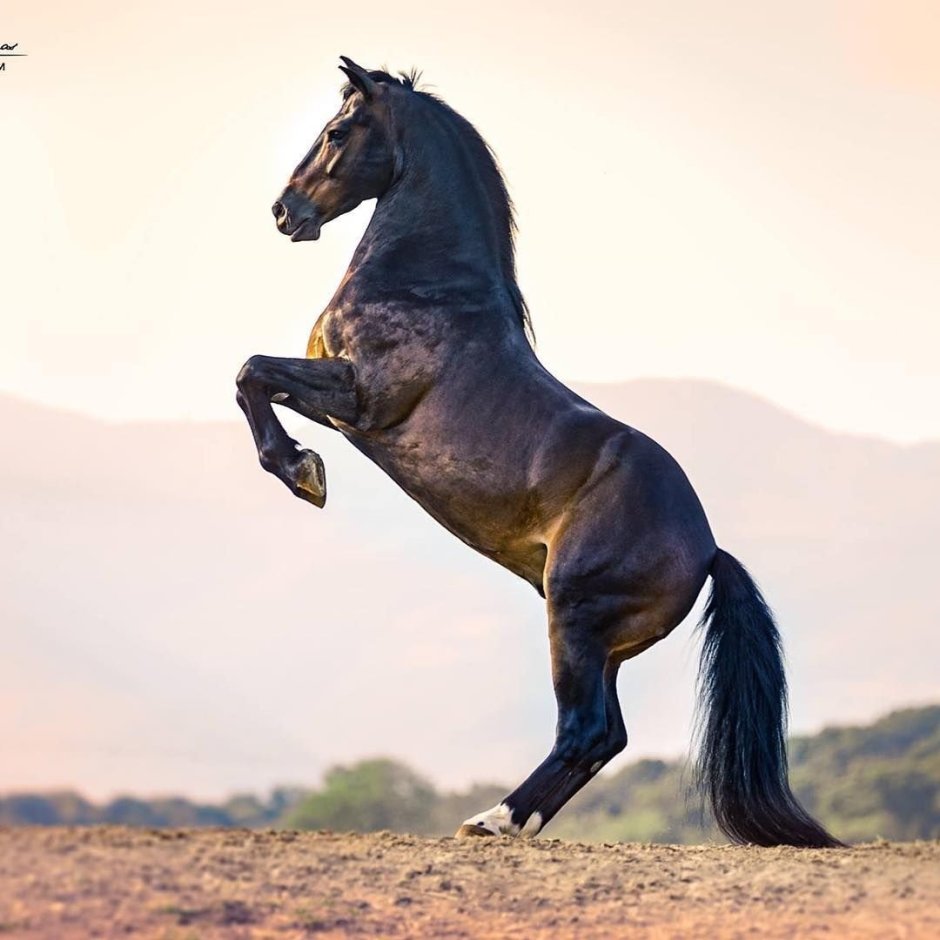 Ханна Бинке Восточный ветер