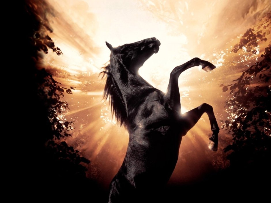 Девушка на лошади на закате