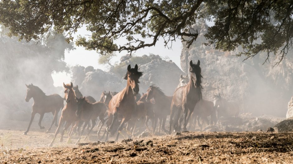 Мика Шварц и Оствинд